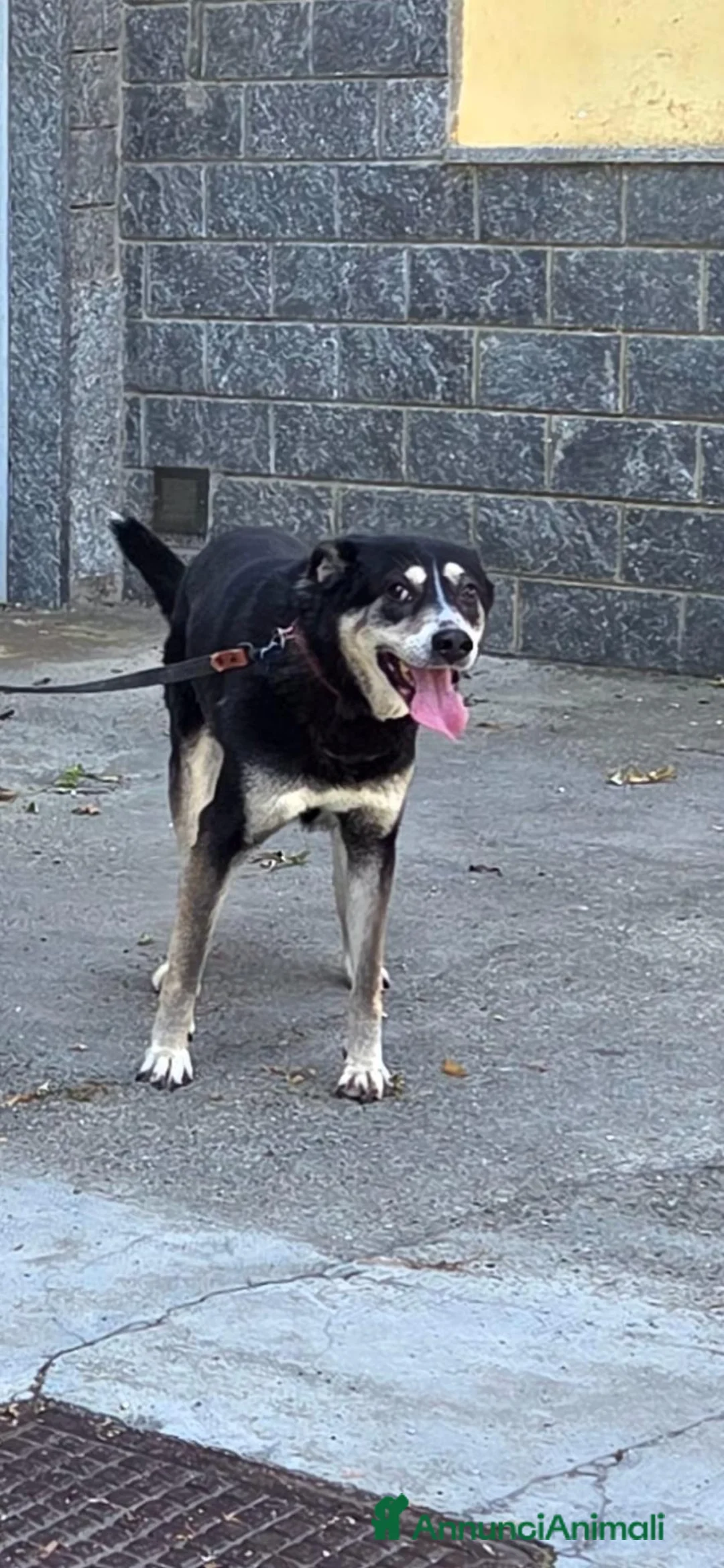Meticcio cani in regalo: Cerca casa  - Annuncio 2