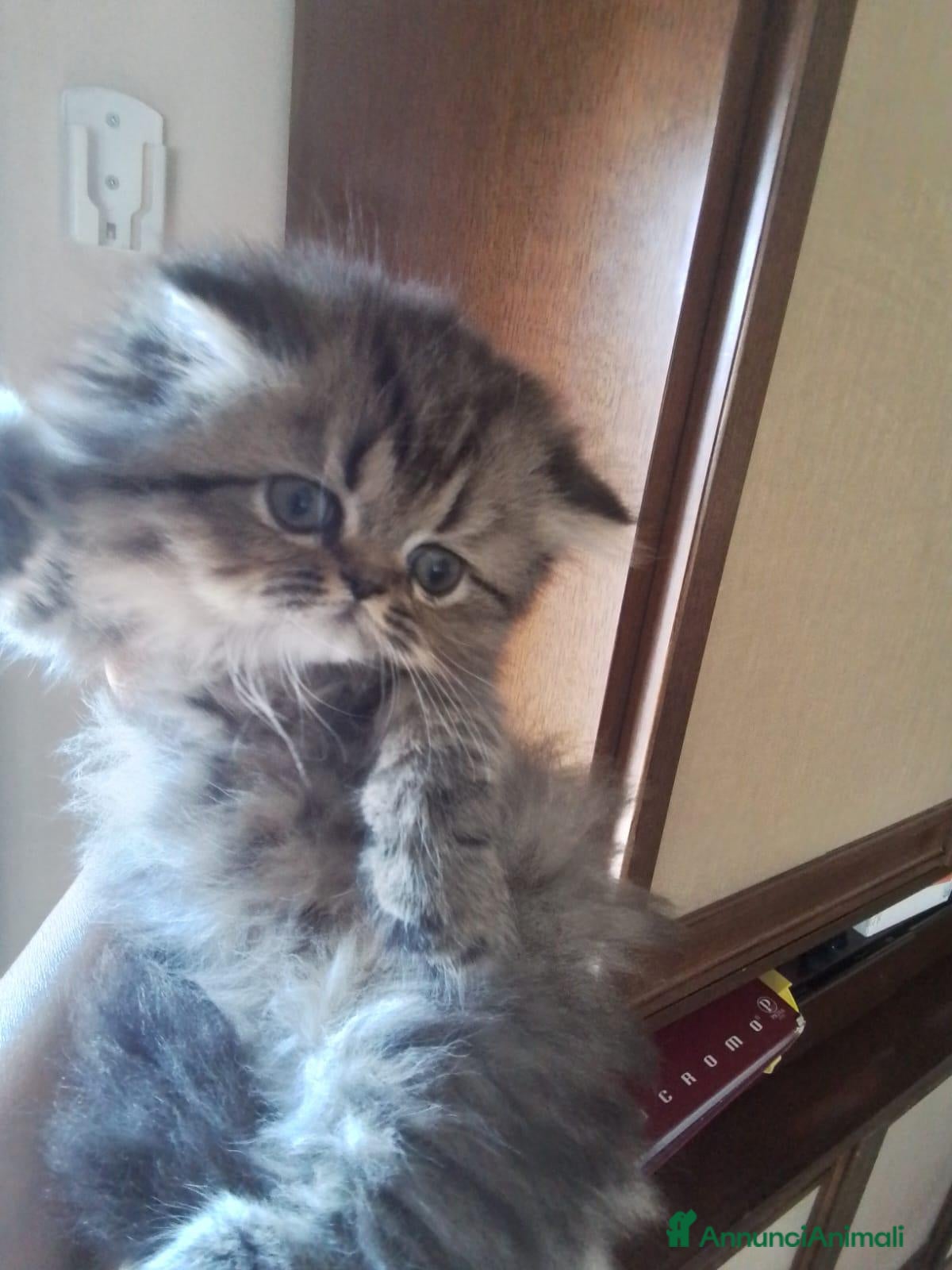 Persiano gatti Gattini persiani  - Annuncio 2