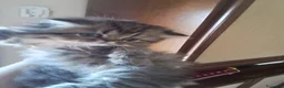 Persiano gatti in vendita: Gattini persiani  - Annuncio 1