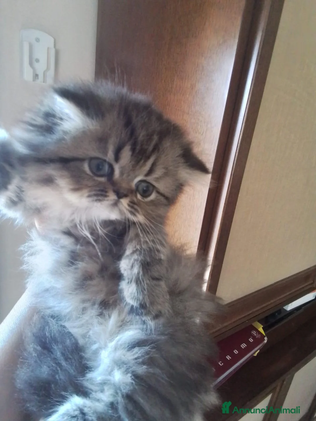Persiano gatti in vendita: Gattini persiani  - Annuncio 1