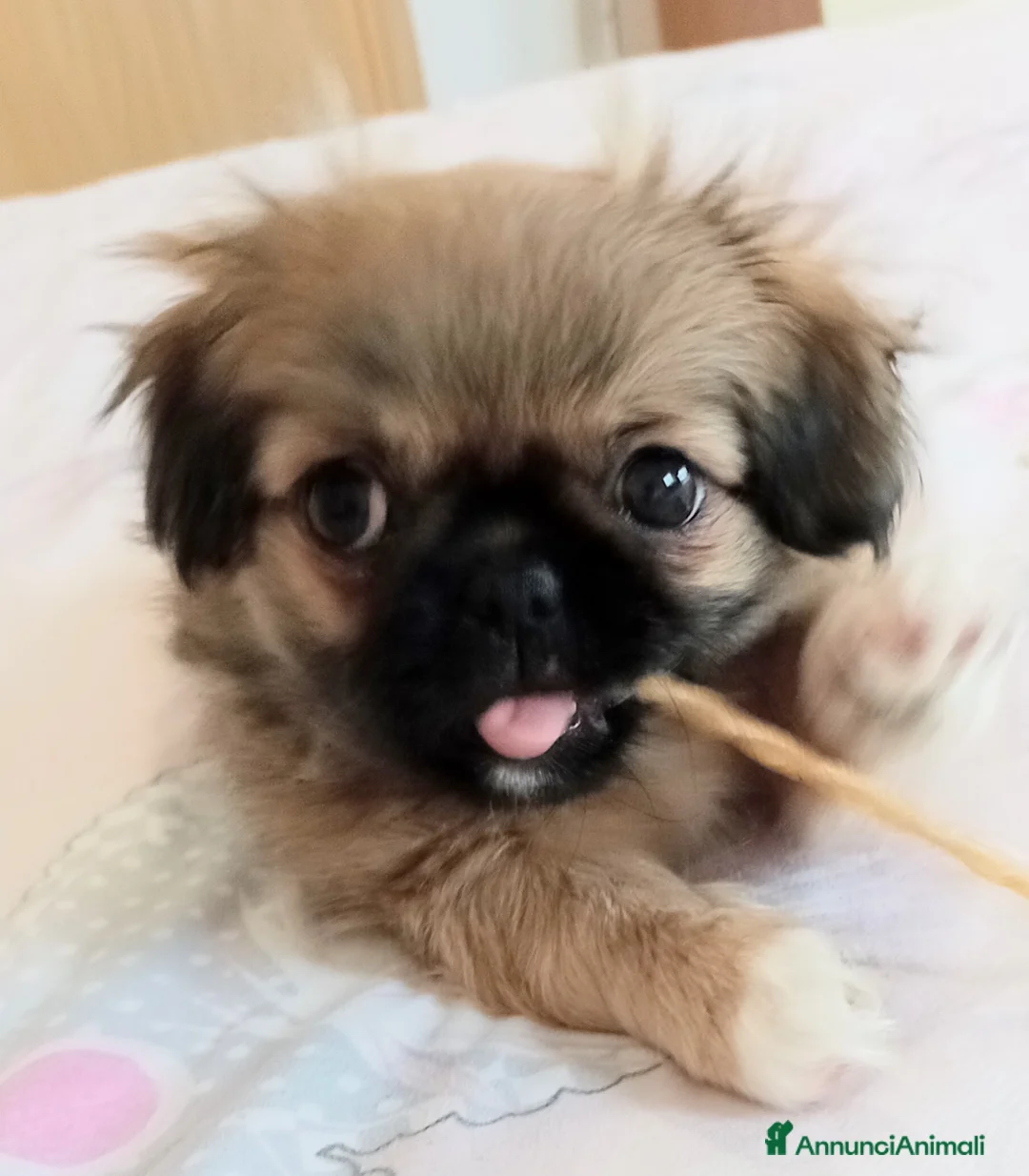 Pechinese cani in vendita: Cucciola di pechinese  - Annuncio 2