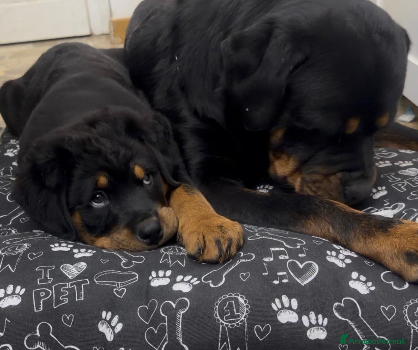 Rottweiler cani Cuccioli di Rottweiler con Pedigree - Annuncio 35