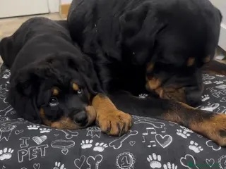 Rottweiler cani Cuccioli di Rottweiler con Pedigree - Annuncio 35