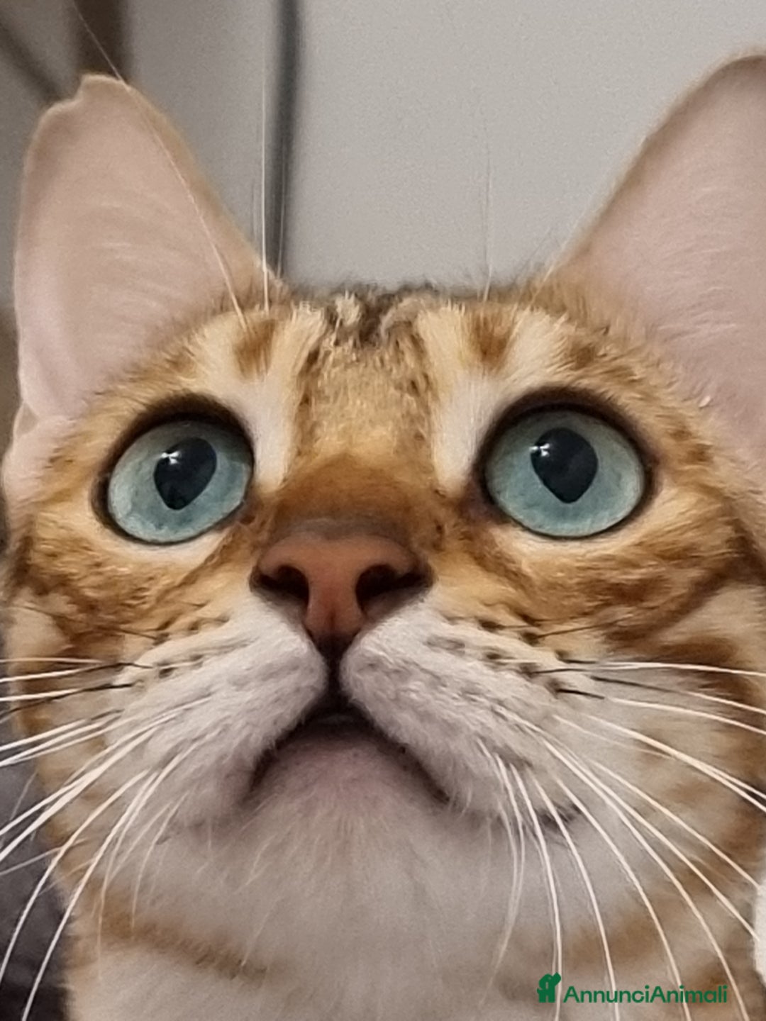 Bengala gatti in vendita: Bengala  - Annuncio 11