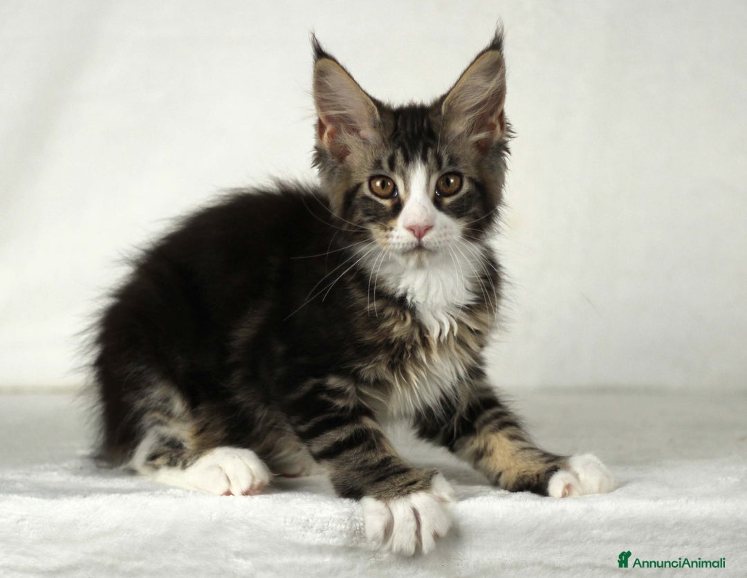 Maine Coon gatti in vendita: Cucciole di Maine Coon cercano casa a Città Metropolitana di Torino - Immagine 4