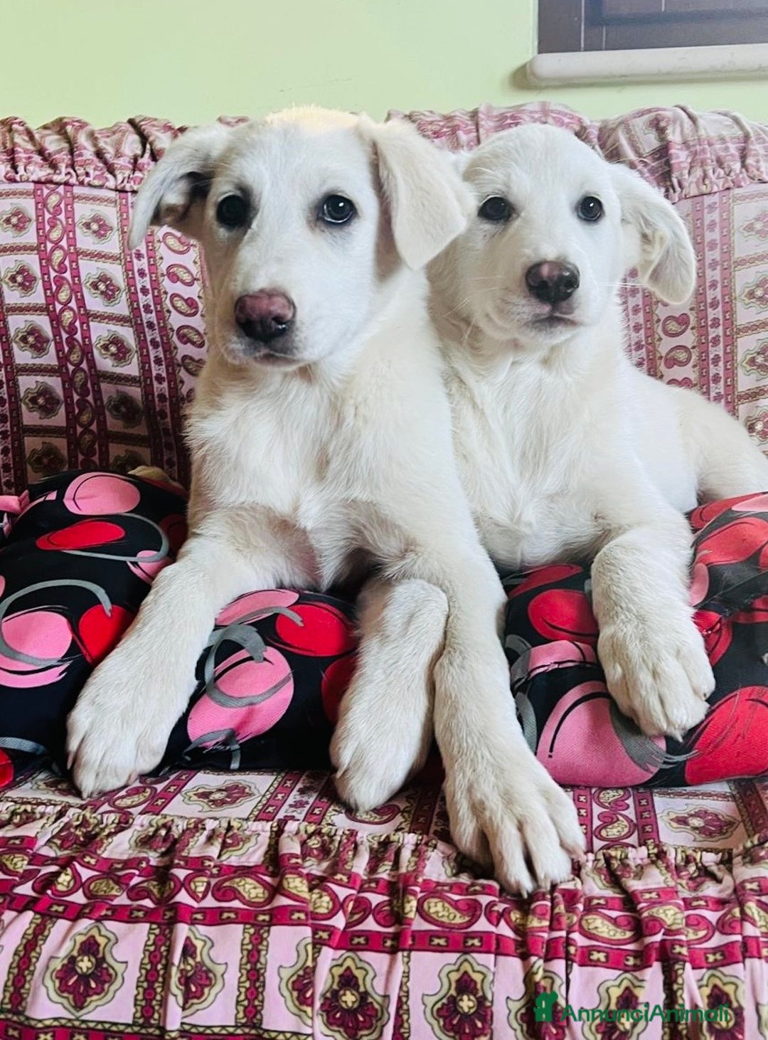 Meticcio cani in regalo: Cuccioli 3 mesi maschio e femmina - Annuncio 1