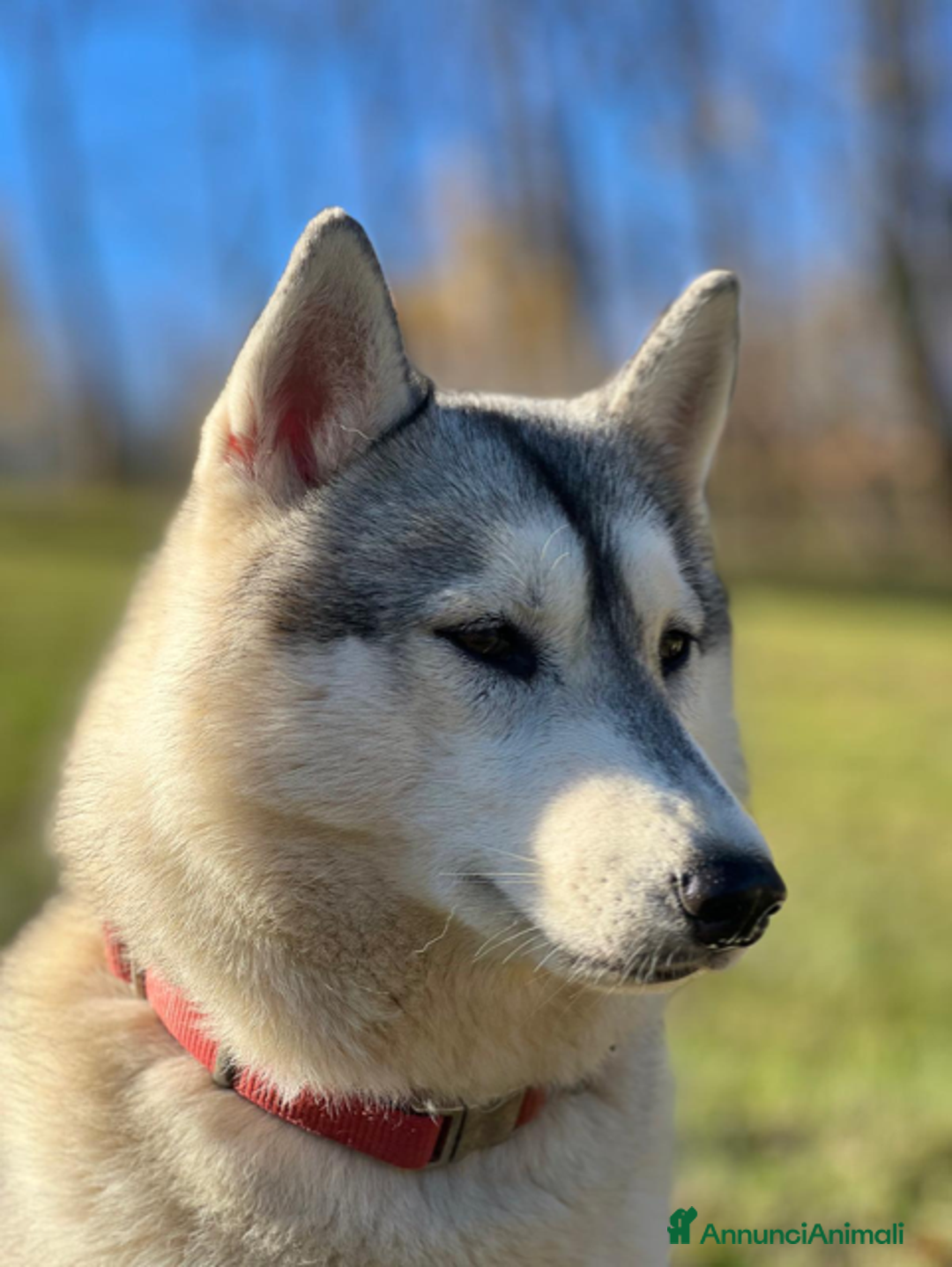 Husky cani in vendita: Bellissima cucciola di Siberian Husky a Provincia di Cuneo - Immagine 2