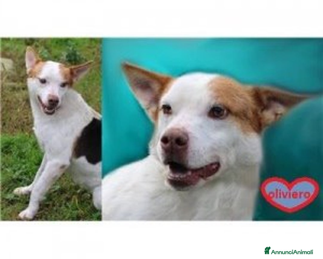 Meticcio cani in regalo: Liberali dalla gabbia! Tendi La Zampa Onlus a Roma - Annuncio 8