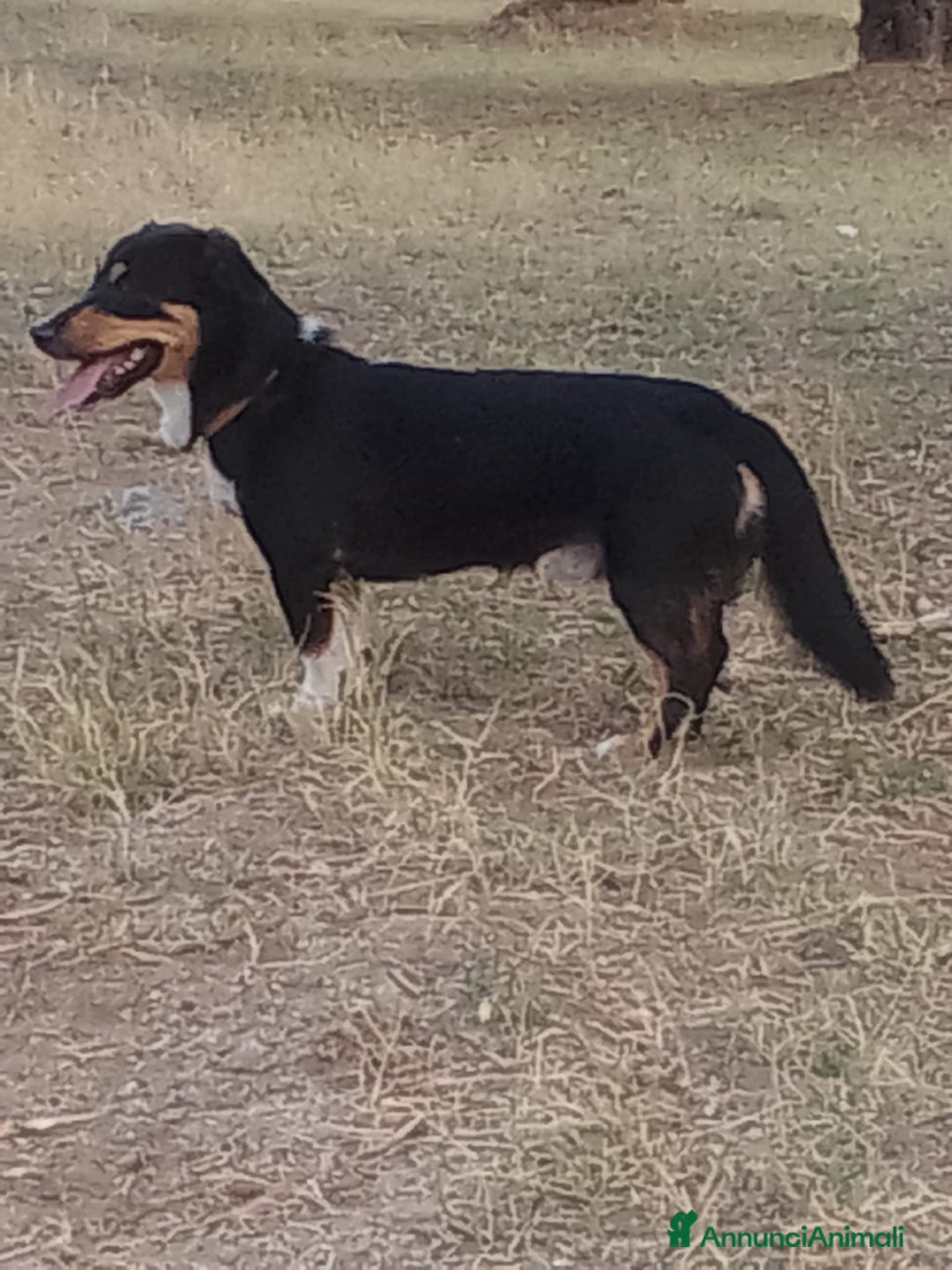 Meticcio cani in regalo: OSCAR 💙 -taglia piccola, buonissimo! Chiama!!🙏🏻 - Annuncio 13