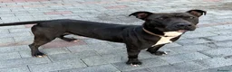 Meticcio cani in regalo: MAX GIOVANE E ATLETICO - Annuncio 8