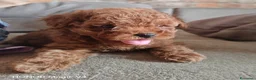 Barboncino cani in vendita: Babroncini - Annuncio 1