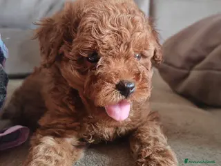Barboncino cani Babroncini - Annuncio 10