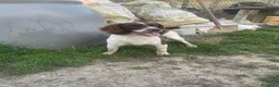 Meticcio cani in regalo: LUCIO timido ma anche dolce - Annuncio 5