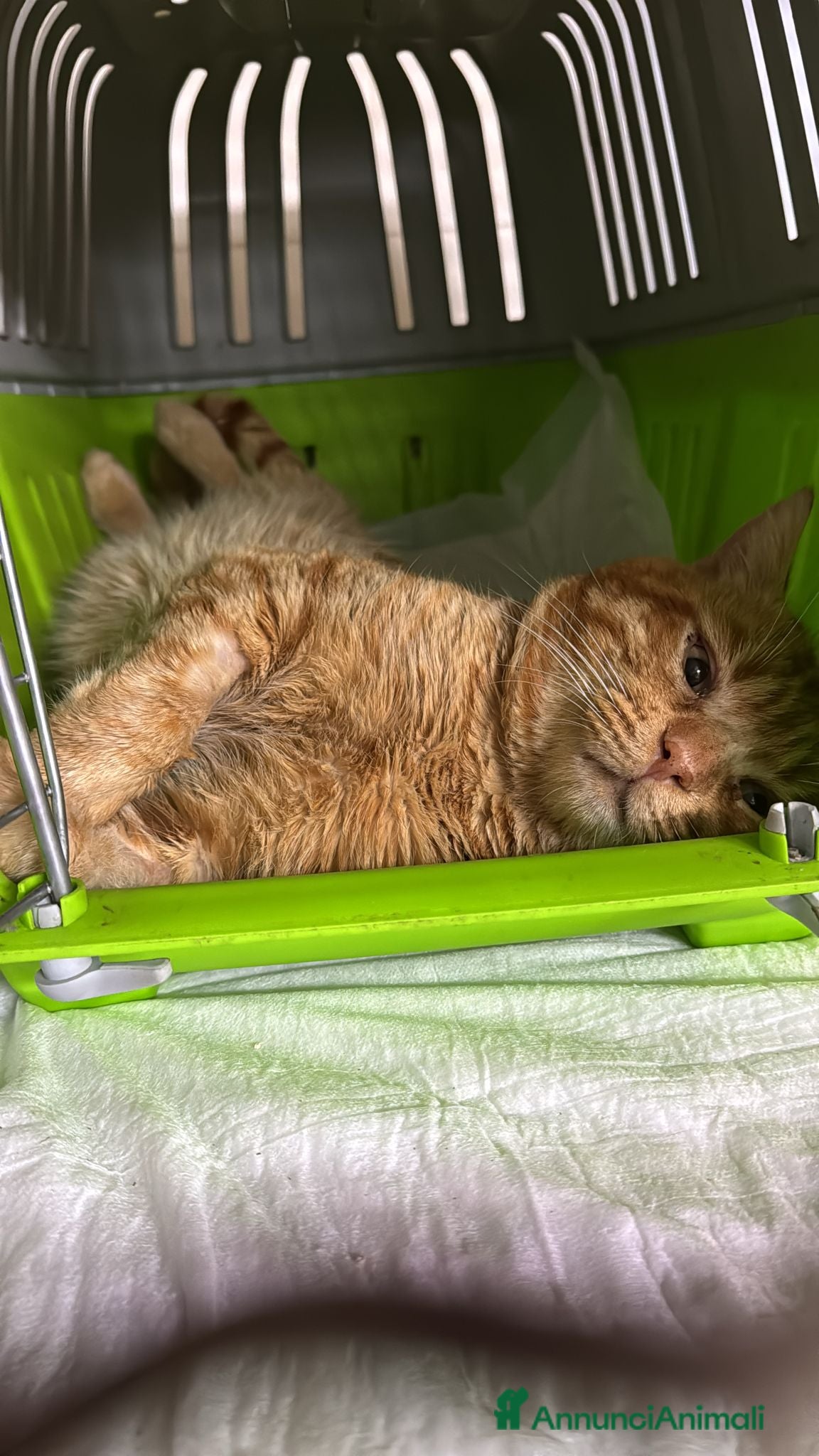 Meticcio gatti Liberato adozione del cuore - Annuncio 1