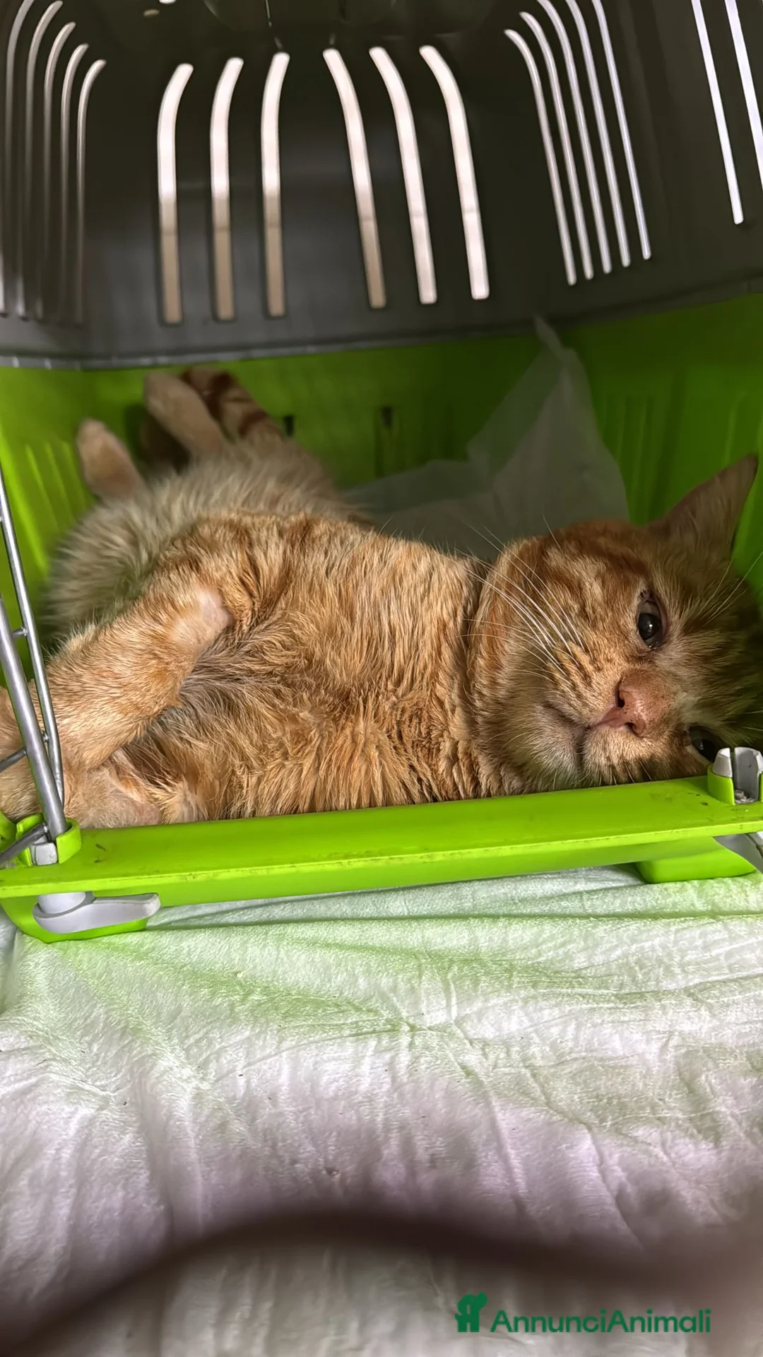 Meticcio gatti in regalo: Liberato adozione del cuore - Annuncio 1