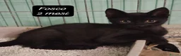 Altre razze gatti in regalo: Tanti gattini desiderosi di trovare famiglia  a Provincia di Bergamo - Annuncio 7