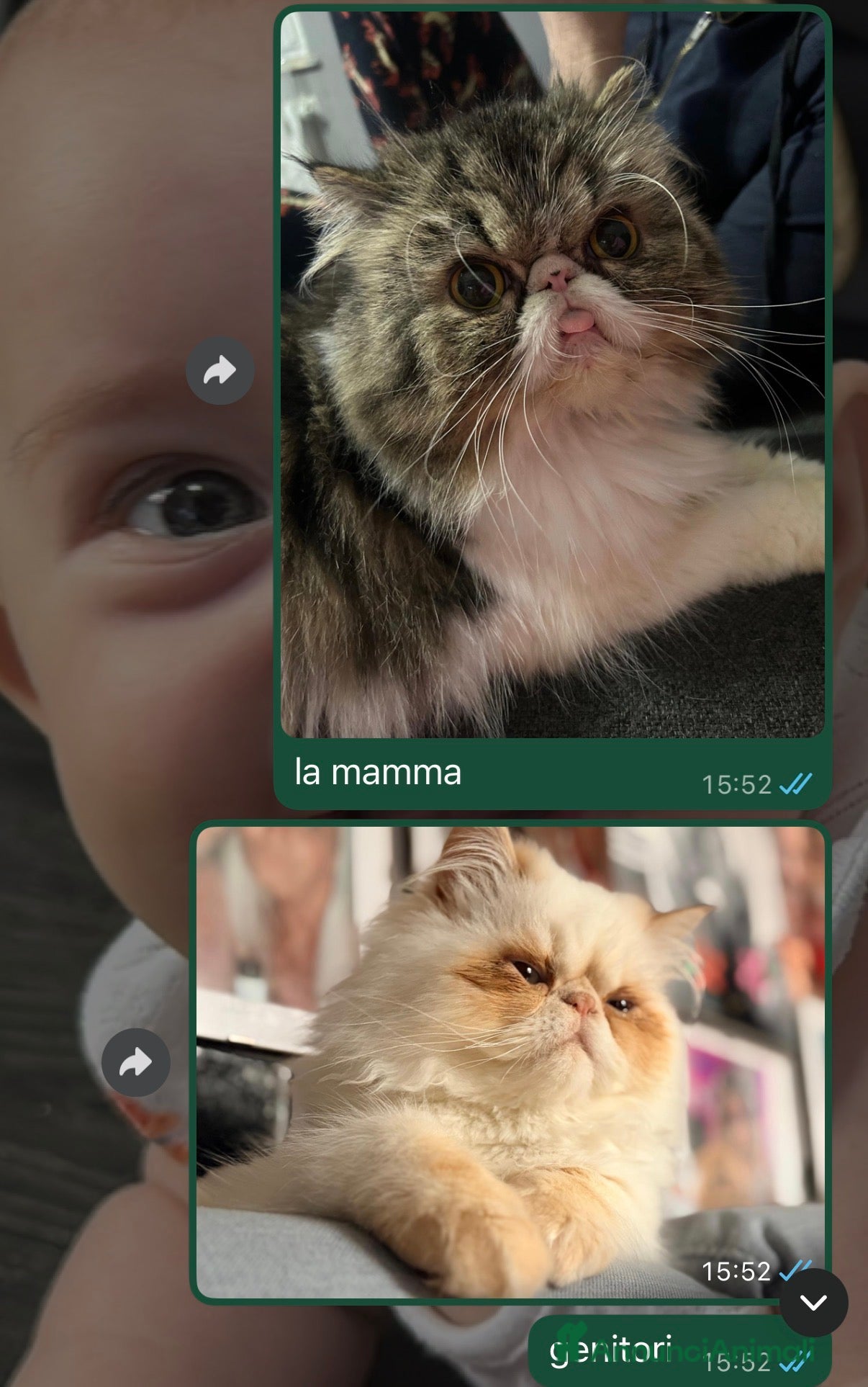 Persiano gatti cucciolata gattini persiani - Annuncio 22