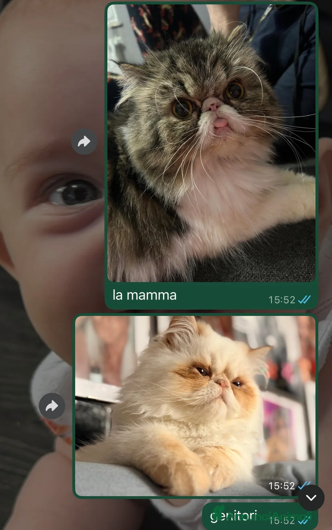 Persiano gatti in vendita: cucciolata gattini persiani - Annuncio 1
