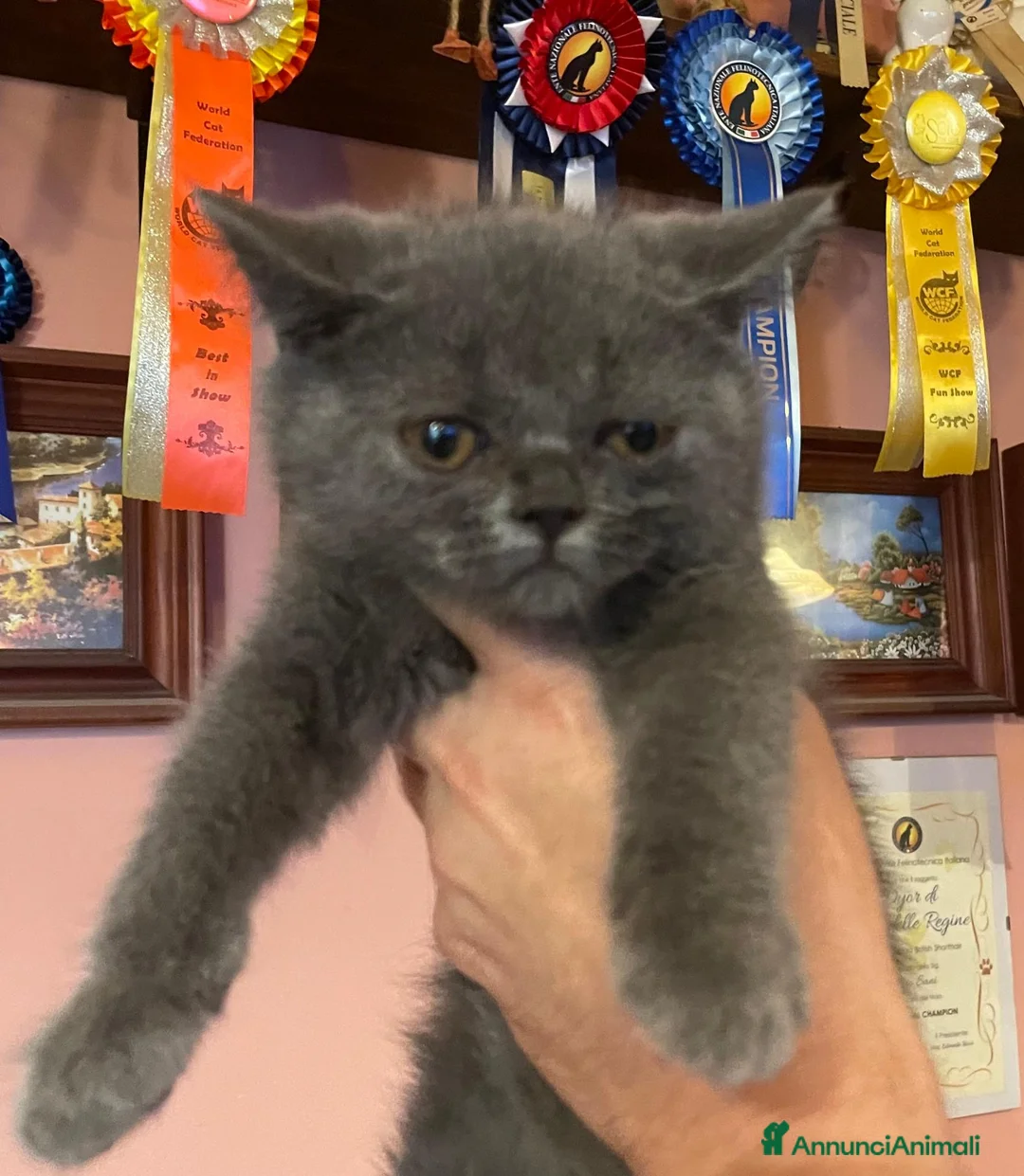 British gatti in vendita: Cuccioli British Femmina - Annuncio 12