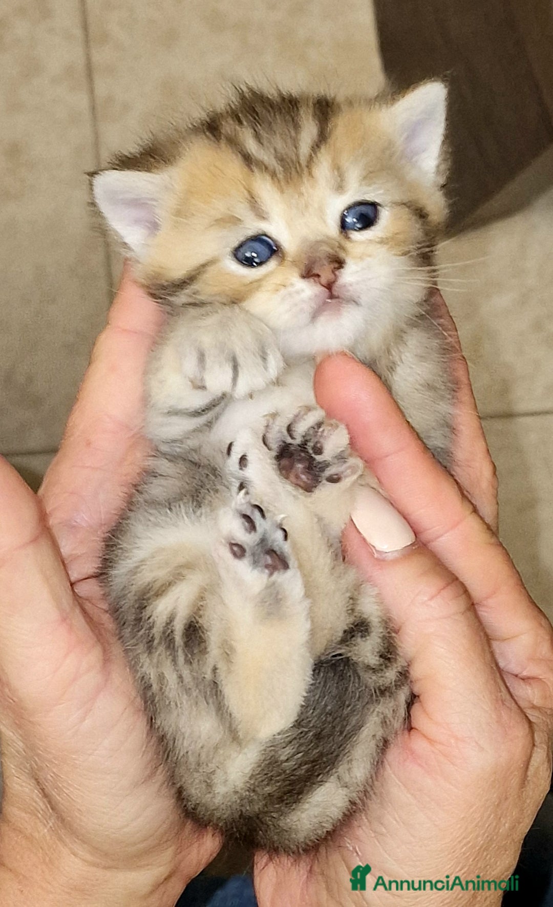 British gatti in vendita: British shorthair e longhair  - Annuncio 4