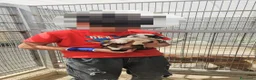 Meticcio cani in regalo: Leo: cucciolo taglia media  - Annuncio 5