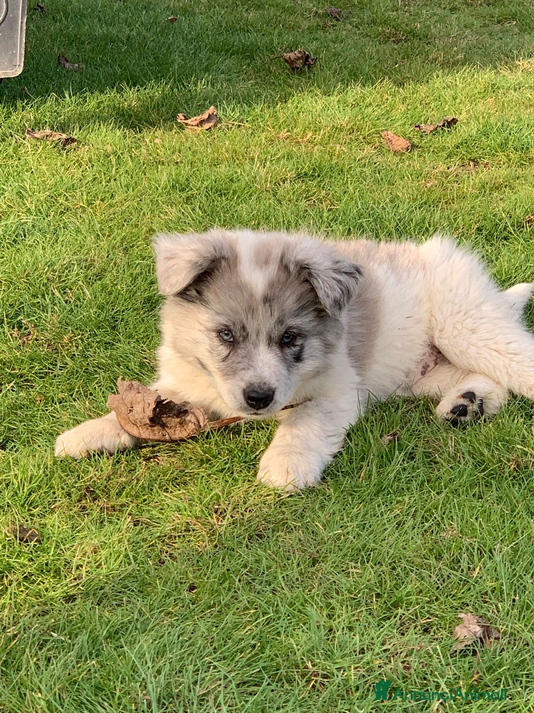 Bearded Collie cani in vendita: cuccioli border  - Annuncio 9