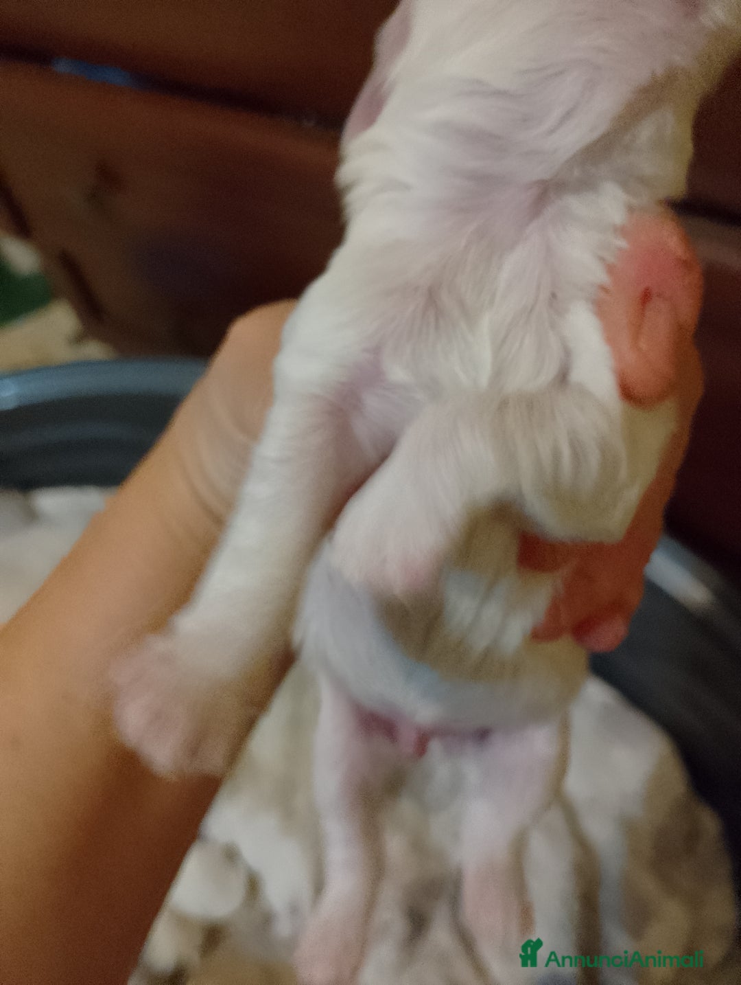 Meticcio cani in vendita: Maltipoo  - Annuncio 3