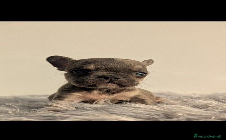 Bulldog Francese cani - Annuncio 16