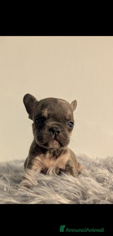 Bulldog Francese cani - Annuncio 16