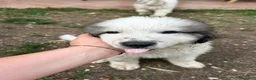 Cane da Montagna dei Pirenei cani in vendita: Sette cuccioli di Cane da Montagna dei Pirenei - Annuncio 2