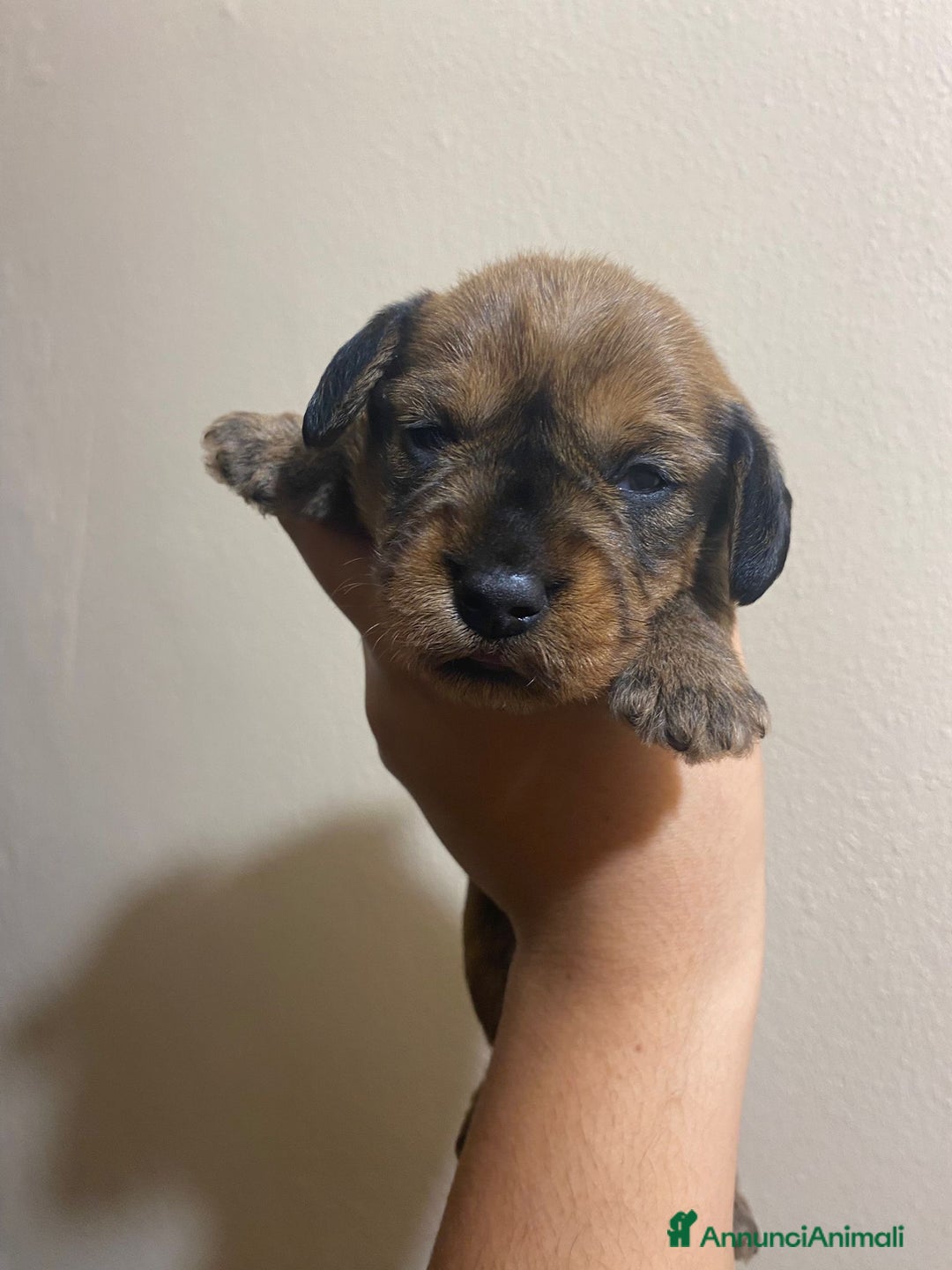 Bassotto cani in vendita: Cuccioli di bassotto a pelo duro - Annuncio 7