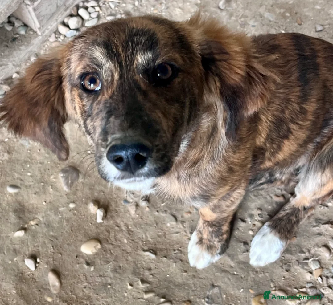 Meticcio cani in regalo: Cucciola tre mesi taglia medio piccola a Città metropolitana di Roma Capitale - Annuncio 2