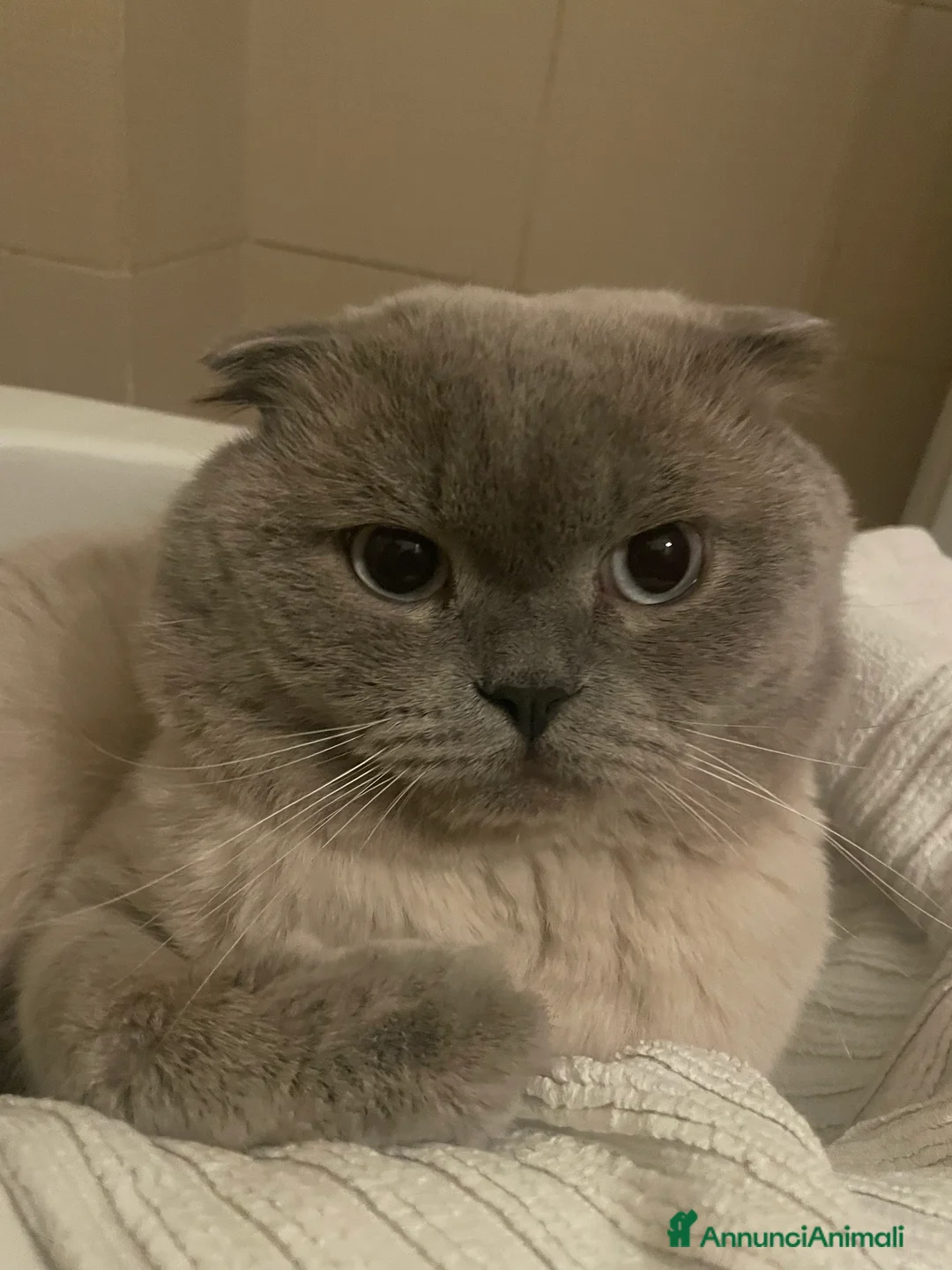 Scottish gatti per accoppiamento: Gatto Scottish fold  - Annuncio 2