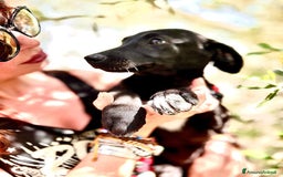 Meticcio cani in regalo: 8 cuccioli da salvare, 4 mesi: Gohan, Goku, ... a Provincia di Bergamo - Immagine 9