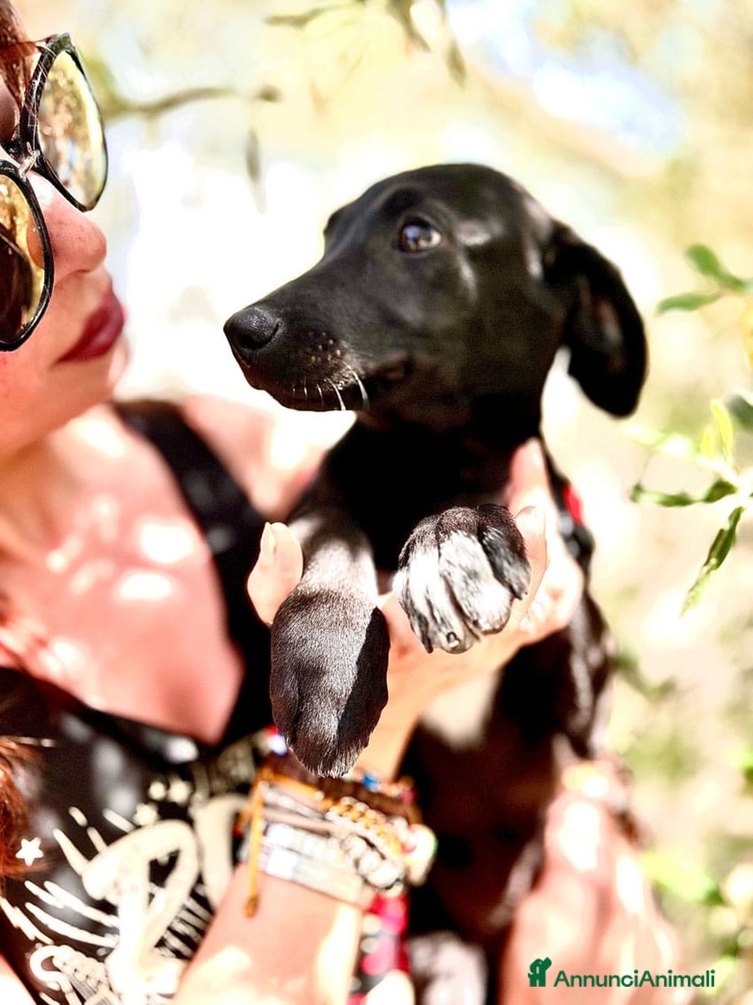 Meticcio cani in regalo: 8 cuccioli da salvare, 4 mesi: Gohan, Goku, ... a Provincia di Bergamo - Immagine 9