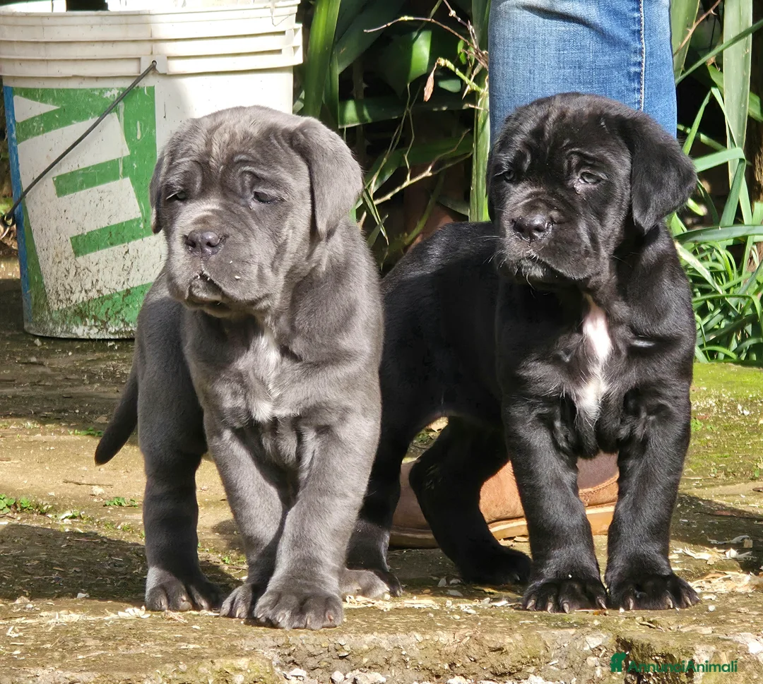 Mastino Napoletano cani in vendita: Cuccioli di Mastino Napoletano - Annuncio 12