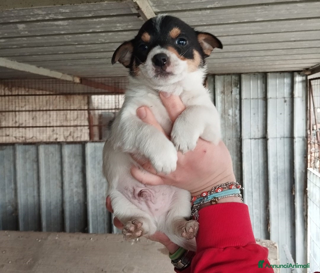 Altre razze cani in regalo: Fiammifero, Pandino, Pollicino, Lucetta dolci cucc a Città metropolitana di Roma Capitale - Annuncio 1