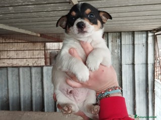 Altre razze cani Fiammifero, Pandino, Pollicino, Lucetta dolci cucc a Città metropolitana di Roma Capitale - Annuncio 13