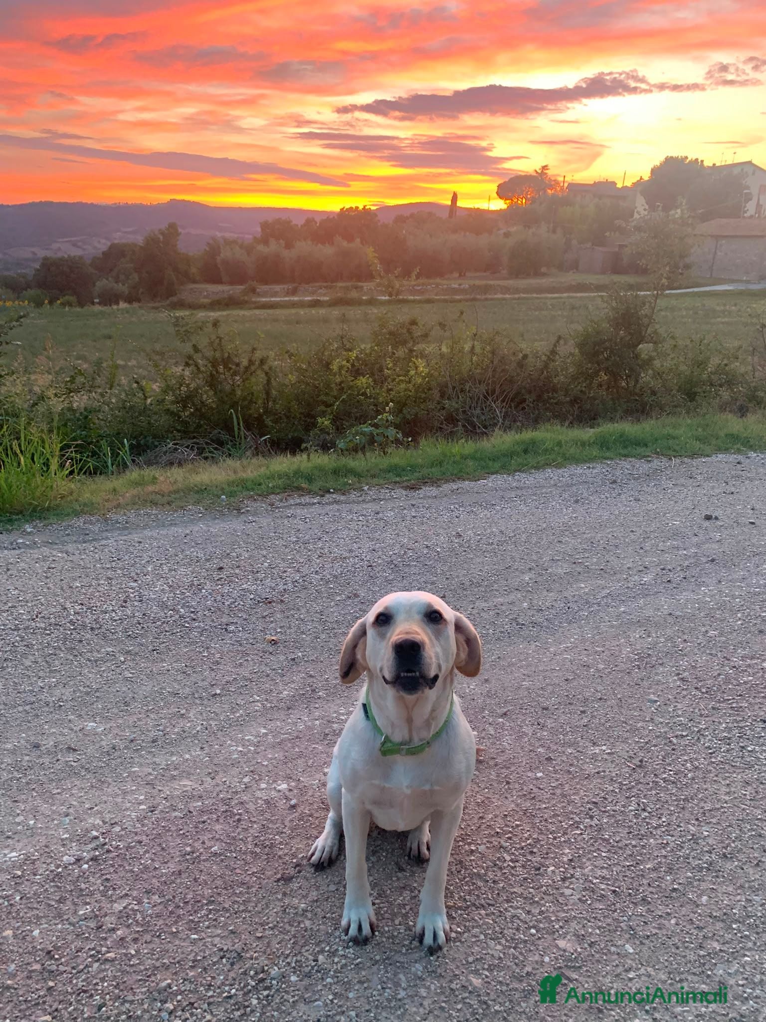 Labrador cani Sundance, Labrador di 5 anni, cerca una nuova casa - Annuncio 2