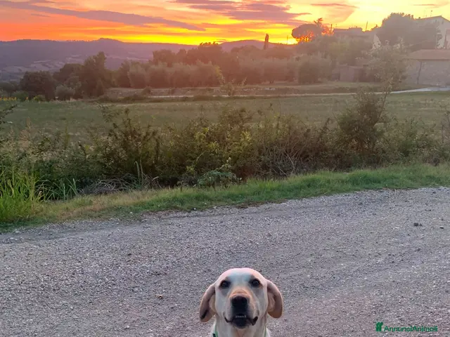 Labrador cani Sundance, Labrador di 5 anni, cerca una nuova casa - Annuncio 2