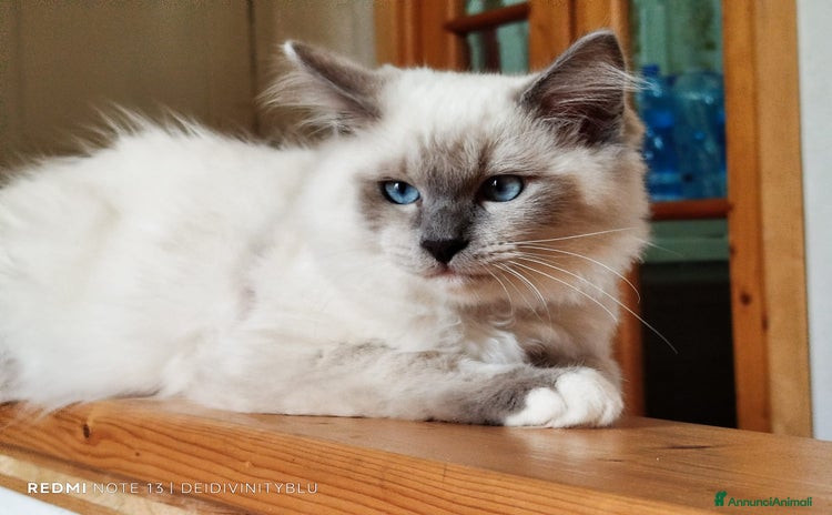 Ragdoll gatti a Torino - Annuncio 10