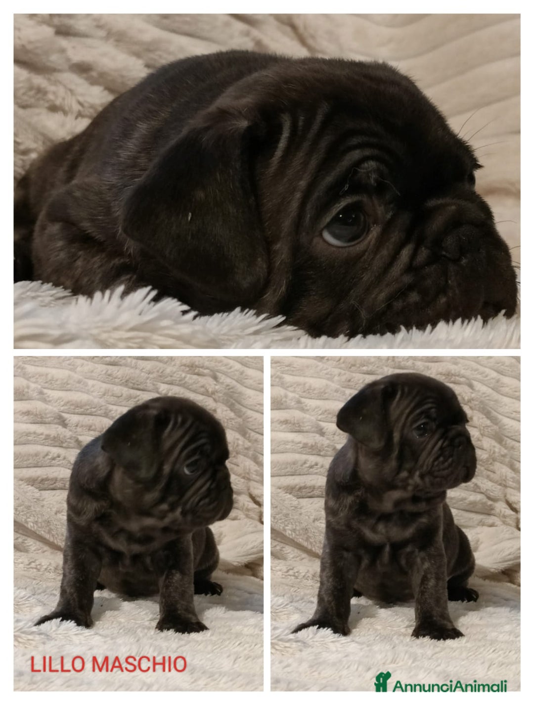 Meticcio cani in vendita: Cuccioli FRUG - Annuncio 9