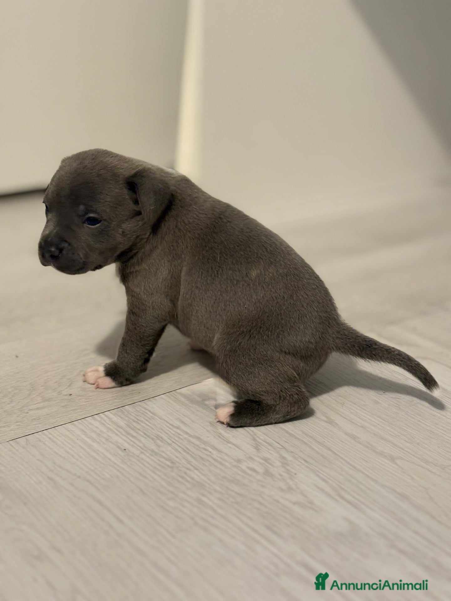 Staffordshire cani Cuccioli di Staffordshire bull terrier - Annuncio 1