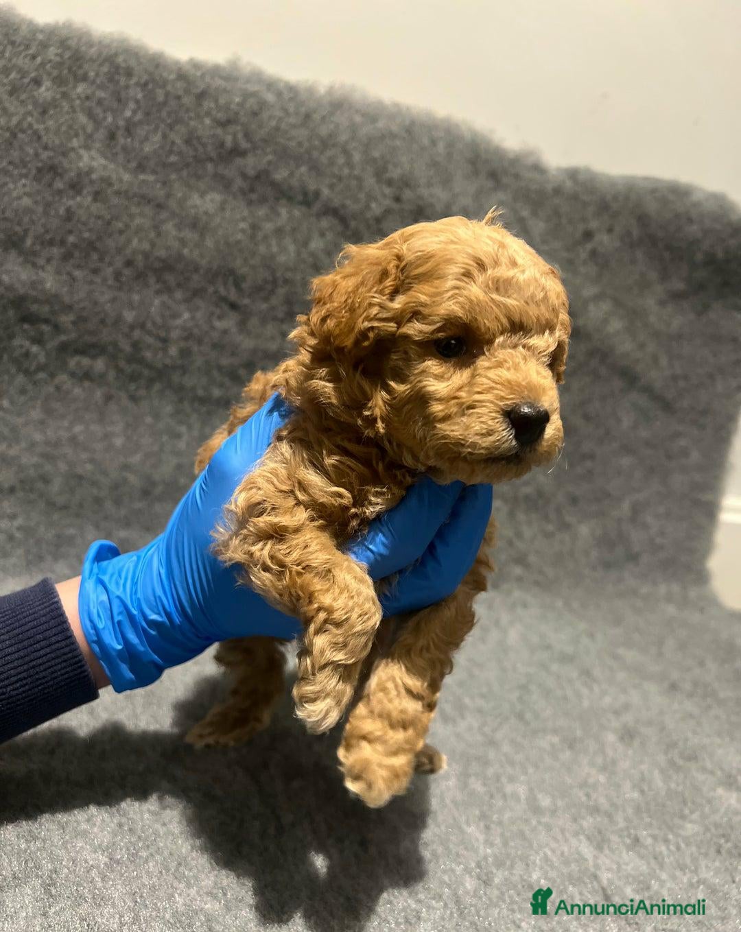 Barboncino Toy cani in vendita: 🏆 Cuccioli di barboncino ❤️Pronti a partire a Città metropolitana di Roma Capitale - Annuncio 6