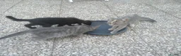 Meticcio gatti in regalo: Gattina - Annuncio 4