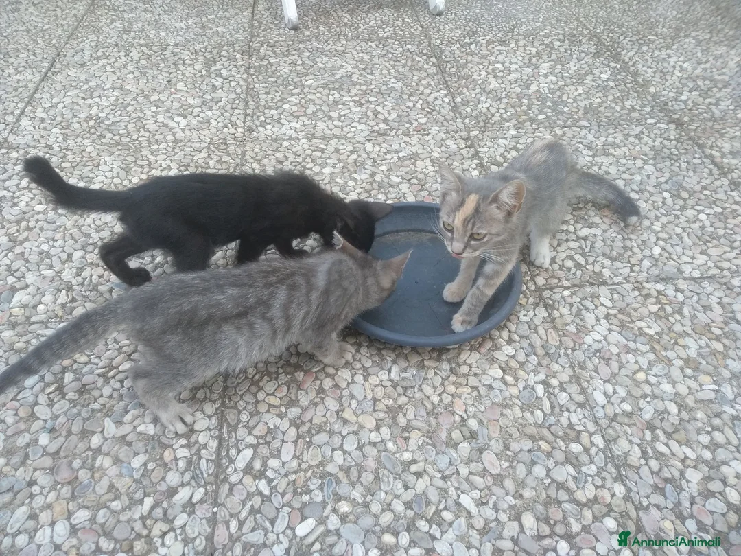 Meticcio gatti in regalo: Gattina - Annuncio 4