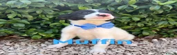 Border Collie cani in regalo: Muffin fantastico cucciolo simil border collie - Annuncio 1