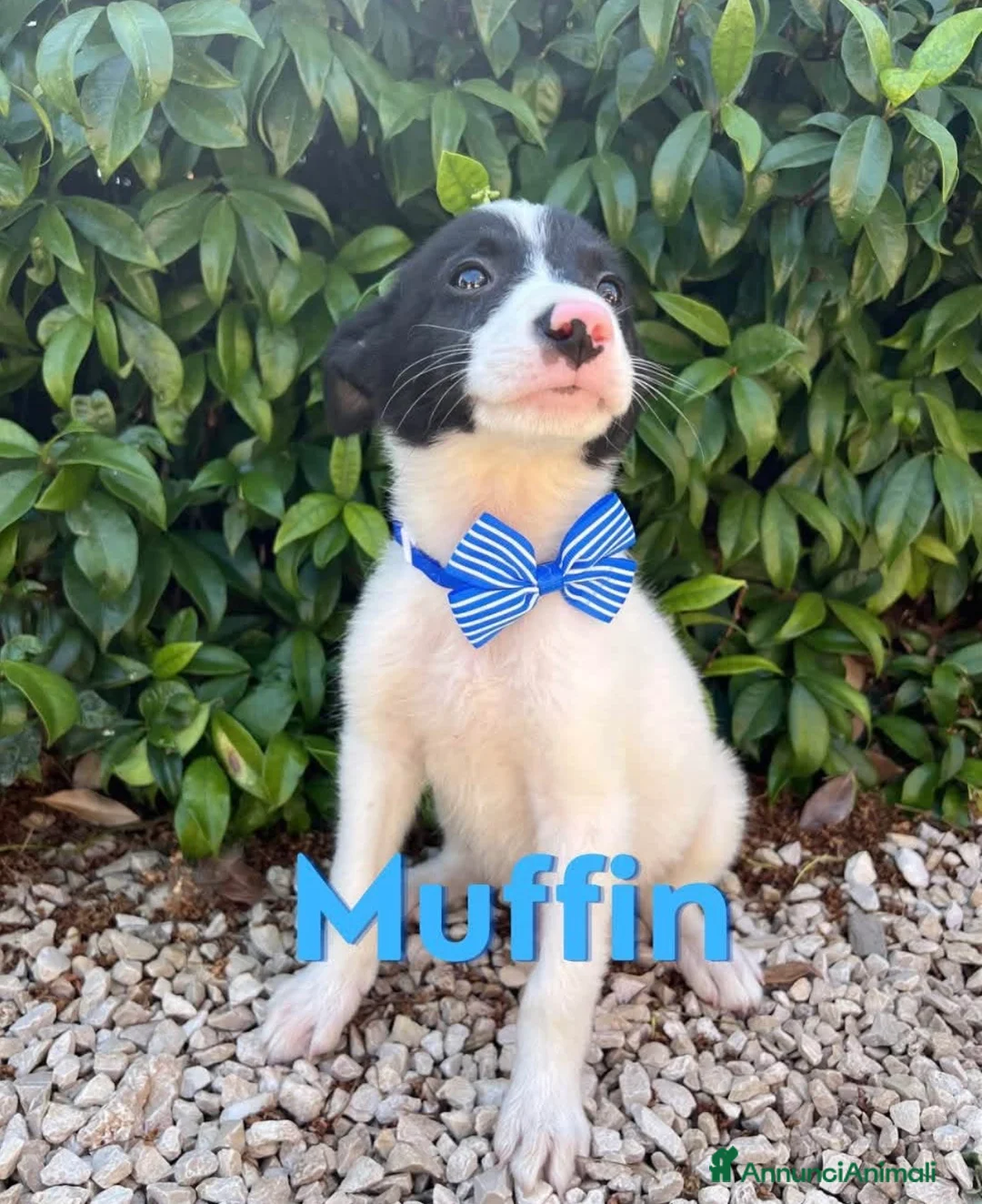 Border Collie cani in regalo: Muffin fantastico cucciolo simil border collie - Annuncio 1