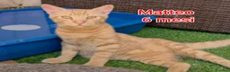 Europeo gatti in regalo: GATTINI ABBANDONATI: URGENTE  a Città Metropolitana di Torino - Annuncio 6