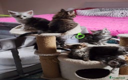 Maine Coon gatti in vendita: Cuccioli mainecoon - Immagine 7